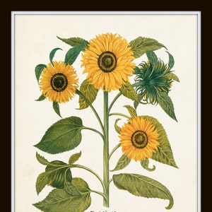 Puede incluir: Una ilustraci&oacute;n bot&aacute;nica vintage de una planta de girasol con m&uacute;ltiples flores amarillas y hojas verdes. El texto "Flos Solisprolifer" est&aacute; impreso en la parte inferior de la imagen.