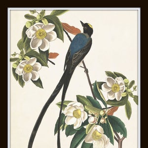 Blue Birds Print Set No. 1, Botanical Prints, Wall Art, Prints, Giclee, Vintage Bird Prints, Audubon Bird Prints, Magnolia, image 4