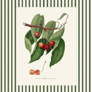 May include: A botanical illustration of a cherry branch with red cherries and green leaves. The text "Prunus Cerasifera Duracina" is printed below the image.