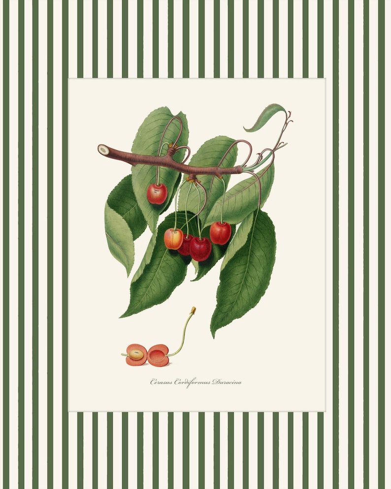 May include: A botanical illustration of a cherry branch with red cherries and green leaves. The text "Prunus Cerasifera Duracina" is printed below the image.