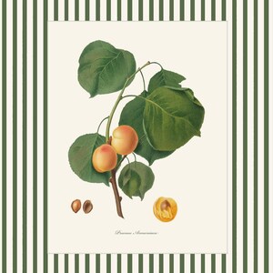 May include: A botanical illustration of an apricot branch with green leaves and ripe orange apricots. The illustration is on a white background with the text "Prunus Armeniaca" at the bottom.