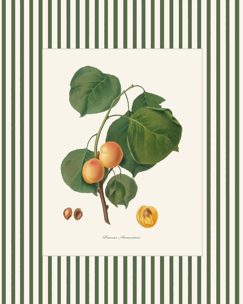 May include: A botanical illustration of an apricot branch with green leaves and ripe orange apricots. The illustration is on a white background with the text "Prunus Armeniaca" at the bottom.