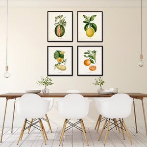 French Botanical Print Set No. 12, Giclee, Prints, Kitchen Art, Antique Botanicals, Fruit Prints, Wall Art, Lemon, Orange, Citrus Prints image 5