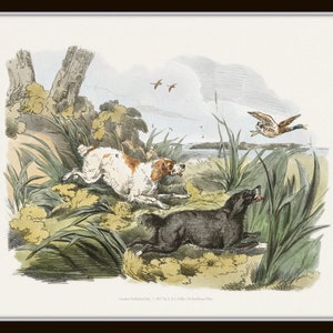 May include: Two dogs, one white and brown and one black, chase a duck in flight. The dogs are running through tall green grass. The duck is flying over a body of water in the background.