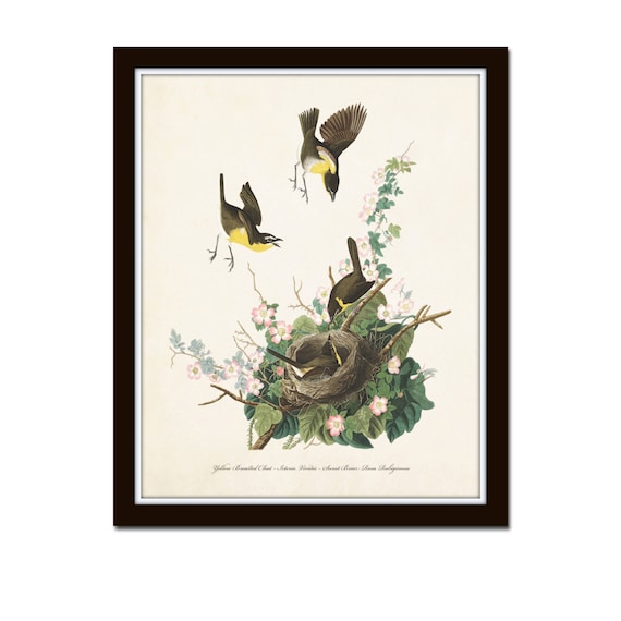 Vintage Audubon Yellow Chat, Vintage Bird Print, Giclee, Art Prints, Bird Art, Bird Nest, Audubon Bird Prints, Home Decor, Wall Art