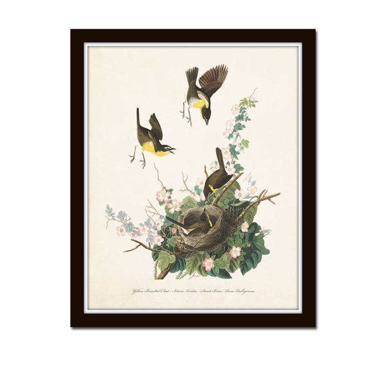 Vintage Audubon Yellow Chat, Vintage Bird Print, Giclee, Art Prints, Bird Art, Bird Nest, Audubon Bird Prints, Home Decor, Wall Art image 1