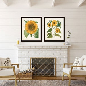 Puede incluir: Dos estampados bot&aacute;nicos enmarcados de girasoles, uno con un solo girasol y el otro con un grupo de girasoles, colgados sobre una chimenea de ladrillo blanco en una sala de estar.