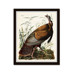 Vintage Audubon Wild Turkey, Vintage Bird Print, Giclee, Wild Turkey Print, Audubon Bird Art, Wall Art, Farmhouse Art, Game Bird Art Prints