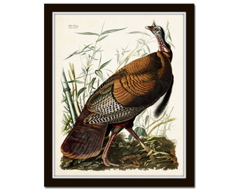 Vintage Audubon Wild Turkey, Bird Print, Giclee, Art Print, Turkey Print, Audubon Bird Prints, Wall Art, Farmhouse Decor, Rustic Decor