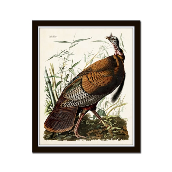 Vintage Audubon Wild Turkey, Vintage Bird Print, Giclee, Wild Turkey Print, Audubon Bird Art, Wall Art, Farmhouse Art, Game Bird Art Prints
