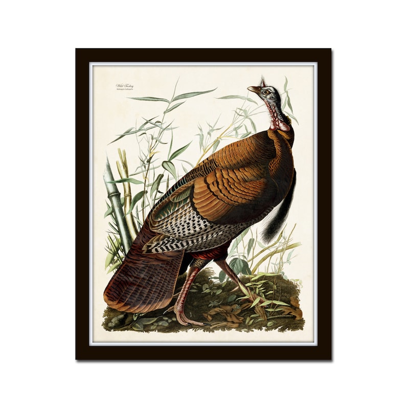 May include: A vintage illustration of a wild turkey, depicted in a realistic style with detailed feathers and a brown, gray, and white color scheme. The turkey is standing in a grassy area with green foliage and bamboo stalks.