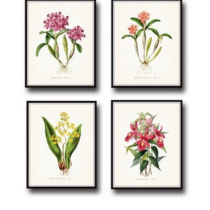 Tropical Orchids Botanical Print Set No. 2, Giclee, Arte, Impresión, Decoración de playa, Arte costero, Estampados de flores tropicales, Estampados de orquídeas, Ilustración imagen 1