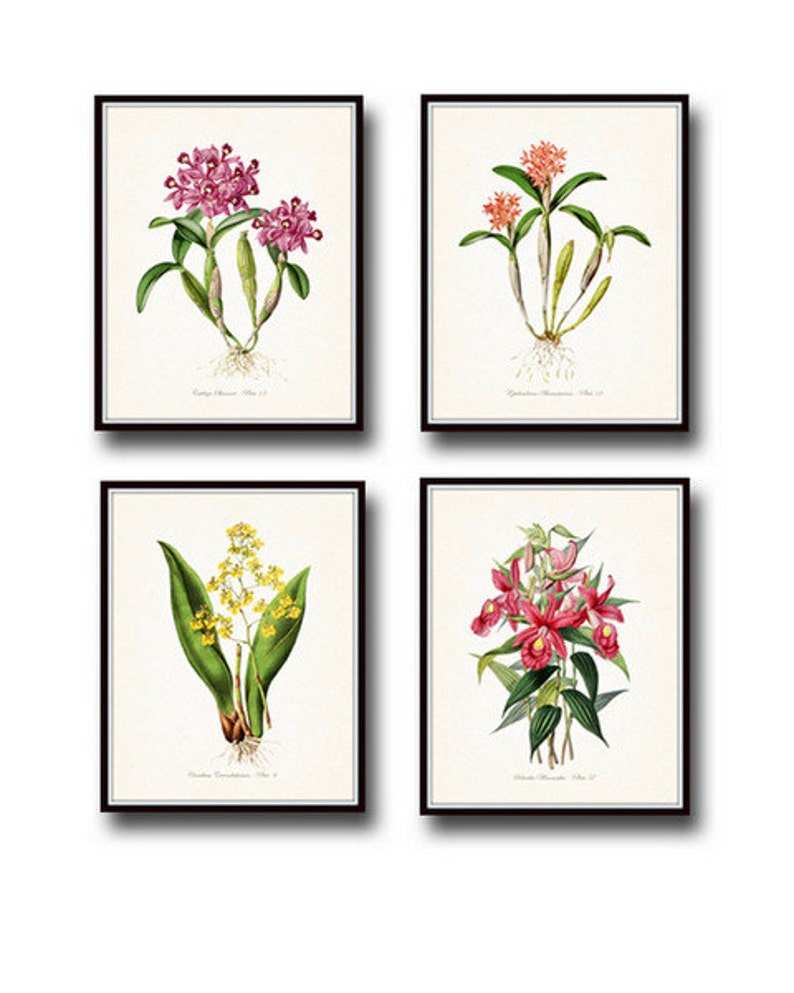 Tropical Orchids Botanical Print Set No. 2, Giclee, Arte, Impresión, Decoración de playa, Arte costero, Estampados de flores tropicales, Estampados de orquídeas, Ilustración imagen 1