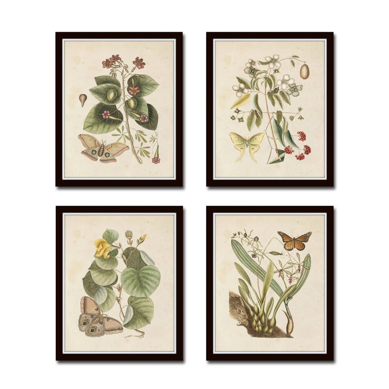 Vintage Butterfly and Botanical Print Set No. 9 Giclee | Etsy
