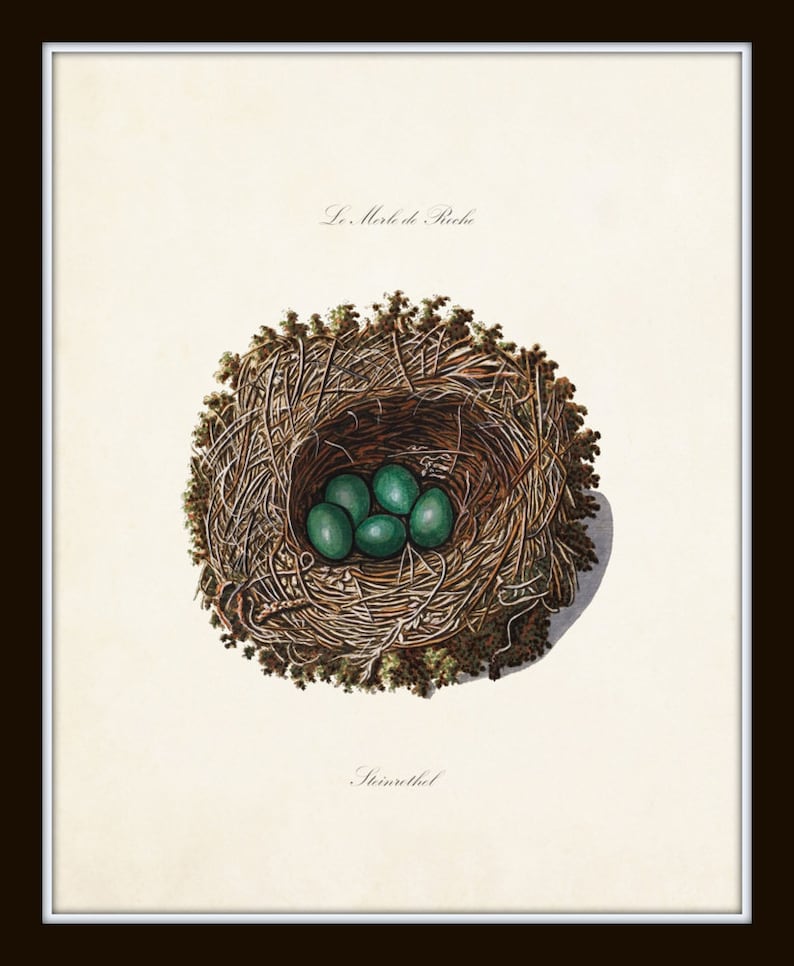 Bird Nest Print Set Bird Egg Prints Bird Nest Prints Etsy