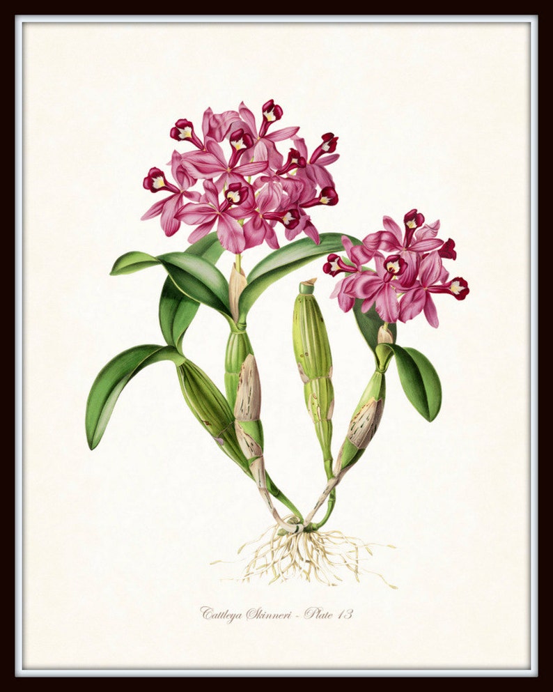 Tropical Orchids Botanical Print Set No. 2, Giclee, Arte, Impresión, Decoración de playa, Arte costero, Estampados de flores tropicales, Estampados de orquídeas, Ilustración imagen 5