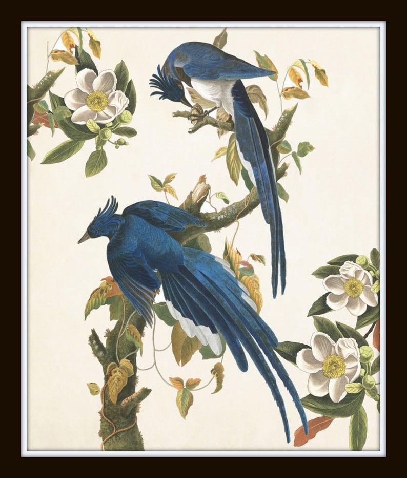 Blue Birds Print Set No. 1, Botanical Prints, Wall Art, Prints, Giclee, Vintage Bird Prints, Audubon Bird Prints, Magnolia, image 3