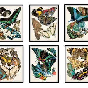 Butterfly Print Set No. 1, Seguy Butterflies, Giclee, Wall Art,, Vintage Butterfly Art, Art Nouveau Print, Art Deco, Home Decor