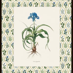May include: A vintage botanical illustration of a blue Iris flower with green leaves and roots. The illustration is framed with a white background and a green and blue floral pattern border.