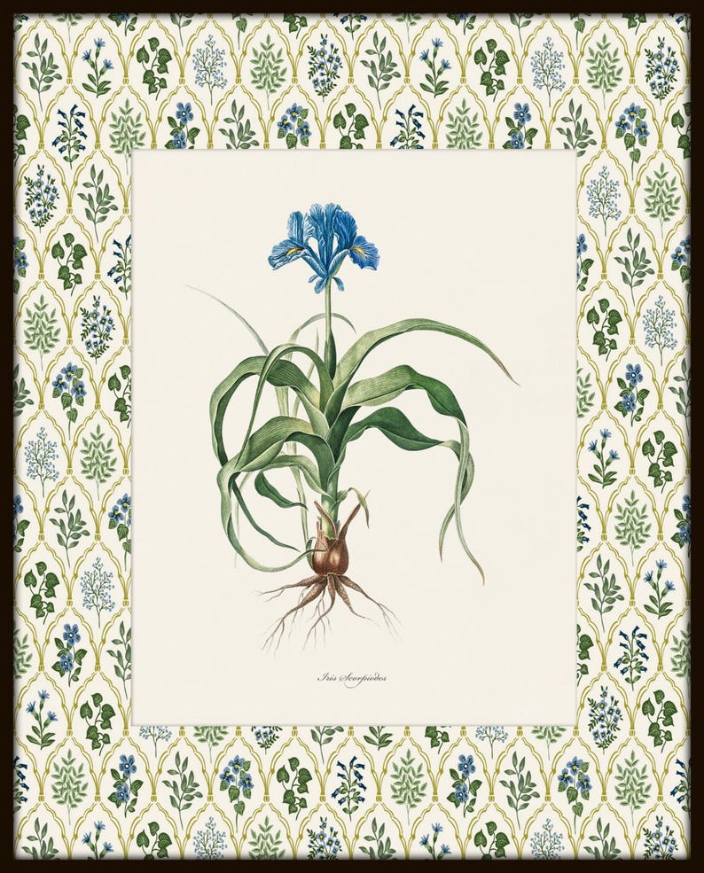 May include: A vintage botanical illustration of a blue Iris flower with green leaves and roots. The illustration is framed with a white background and a green and blue floral pattern border.