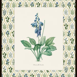 May include: A botanical illustration of a blue flower with green leaves. The flower is called "Hosta Caerulea".