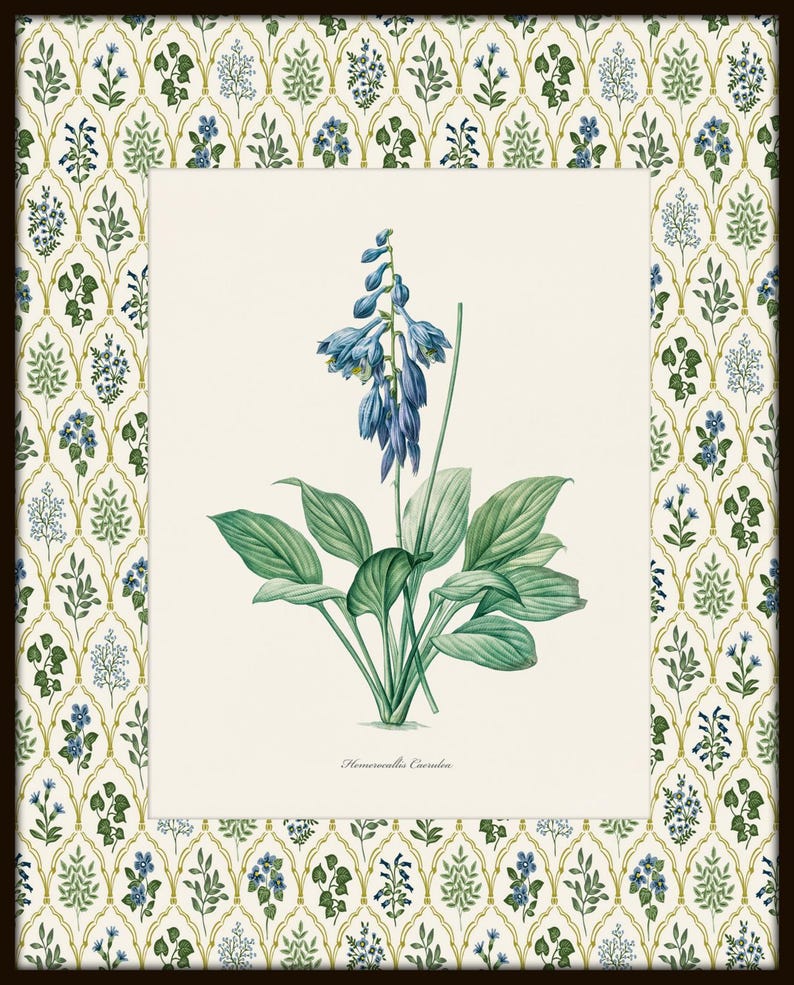 May include: A botanical illustration of a blue flower with green leaves. The flower is called "Hosta Caerulea".