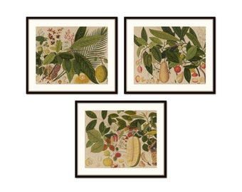 Vintage Tropical Fruit Collage Set of 3, Botanical Prints, Vintage Botanical Art,  Wall Art, Home Decor, Chinoiserie, Coastal Home Decor