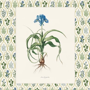 May include: A botanical illustration of a blue Iris flower with green leaves and roots. The illustration is on a white background with a floral pattern border.