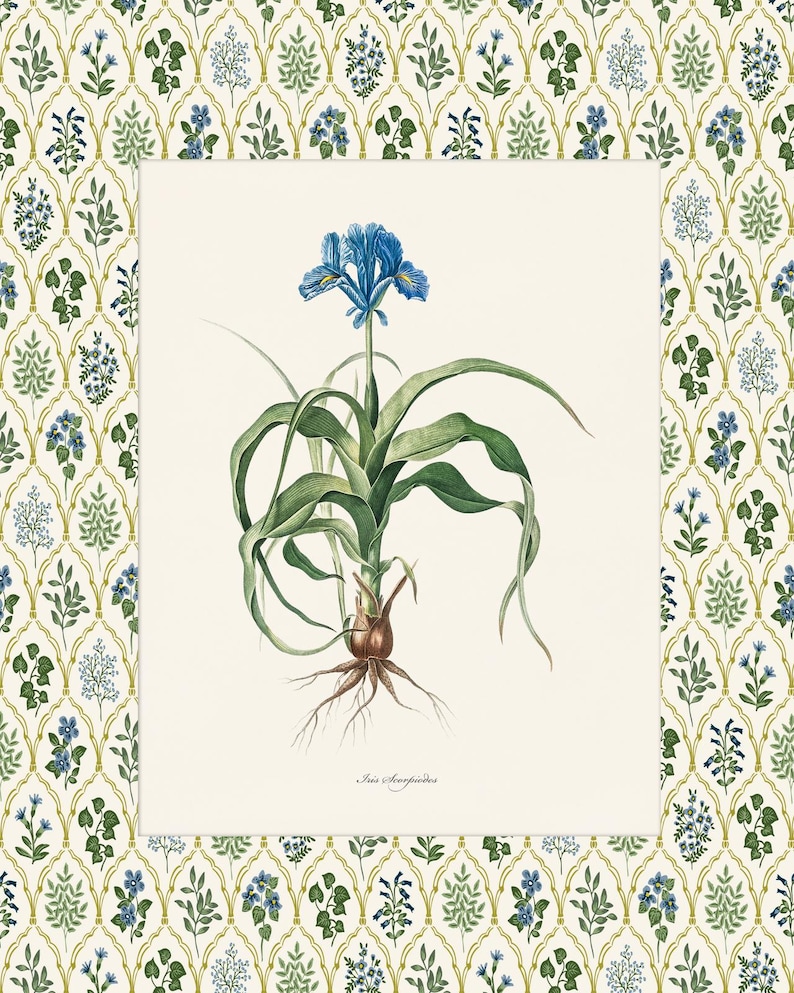 May include: A botanical illustration of a blue Iris flower with green leaves and roots. The illustration is on a white background with a floral pattern border.