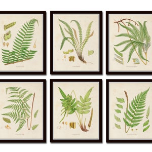 British Ferns Print Set 26, Botanical Print, Giclee, Art Prints, Antique Botanical, Wall Art, Vintage Fern Prints, British Fern Prints