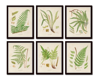 British Ferns Print Set 26, Botanical Print, Giclee, Art Prints, Antique Botanical, Wall Art,Illustration,Cottage Decor, Botanical Print Set