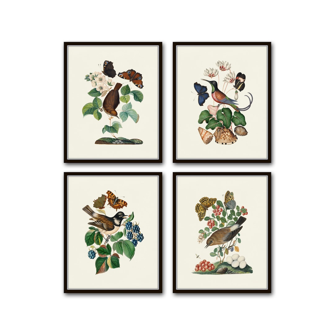 Vintage Bird and Butterfly Print Set No. 2, Botanical Giclee Prints - Etsy
