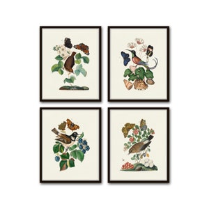 Vintage Bird and Butterfly Print Set No. 2, Botanical Prints, Butterfly Prints, Vintage Bird Prints