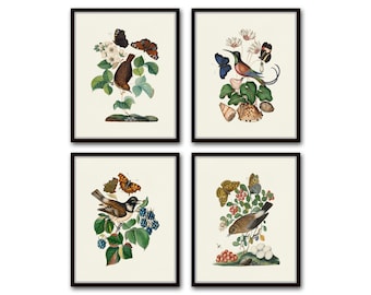 Vintage Bird and Butterfly Print Set No. 2, Botanical Prints, Butterfly Prints, Vintage Bird Prints