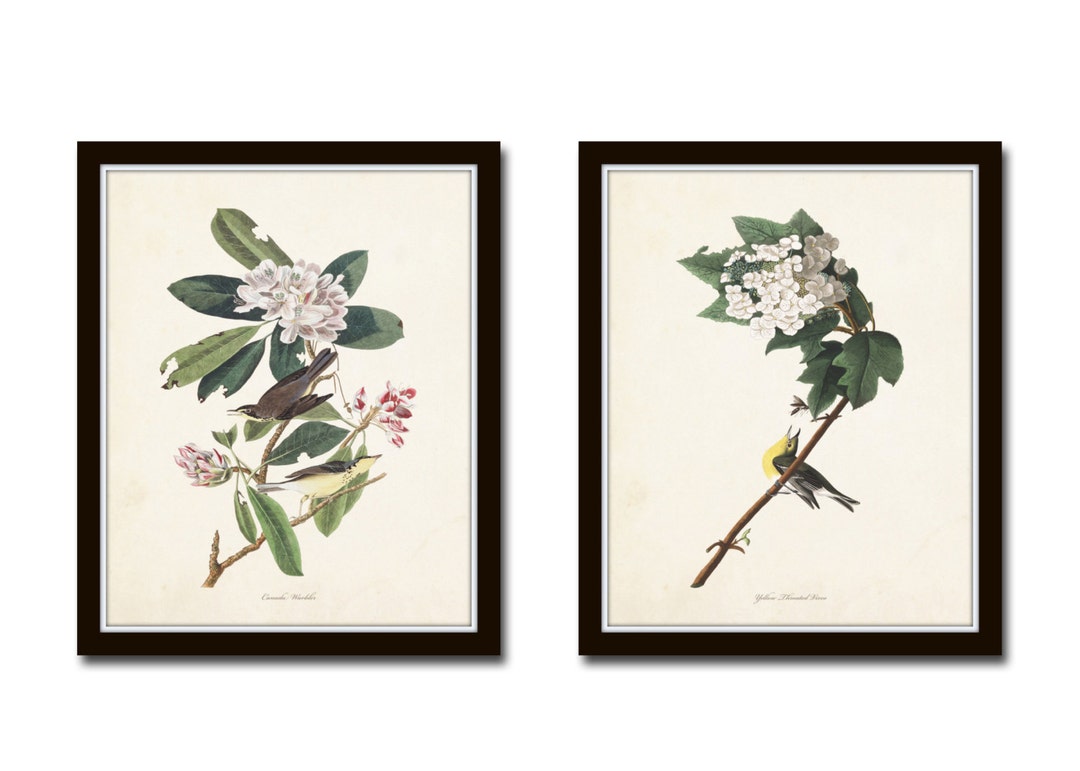 Audubon Birds Print Set No. 5, Botanical Prints, Vintage Bird Art ...