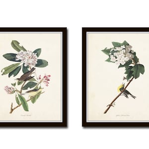 Audubon Birds Print Set No. 5, Botanical Prints, Vintage Bird Art, Audubon Bird Prints, Giclee, Wall Art, Prints, Vintage Bird Prints