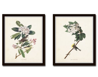 Audubon Birds Print Set No. 5, Botanical Prints, Vintage Bird Art, Audubon Bird Prints, Giclee, Wall Art, Prints, Vintage Bird Prints