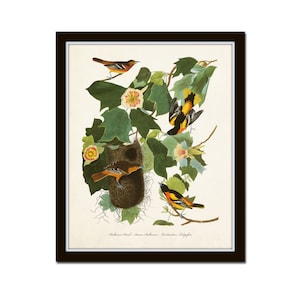 Vintage Audubon Baltimore Oriole Print, Bird Prints, Giclee, Home Decor, Botanical Print, Vintage Bird Art, Audubon Bird Prints, Wall Art