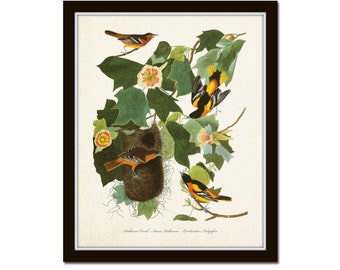 Vintage Audubon Baltimore Oriole Print, Bird Prints, Giclee, Art Print, Botanical Print, Vintage Birds, Audubon Bird Prints, Wall Art