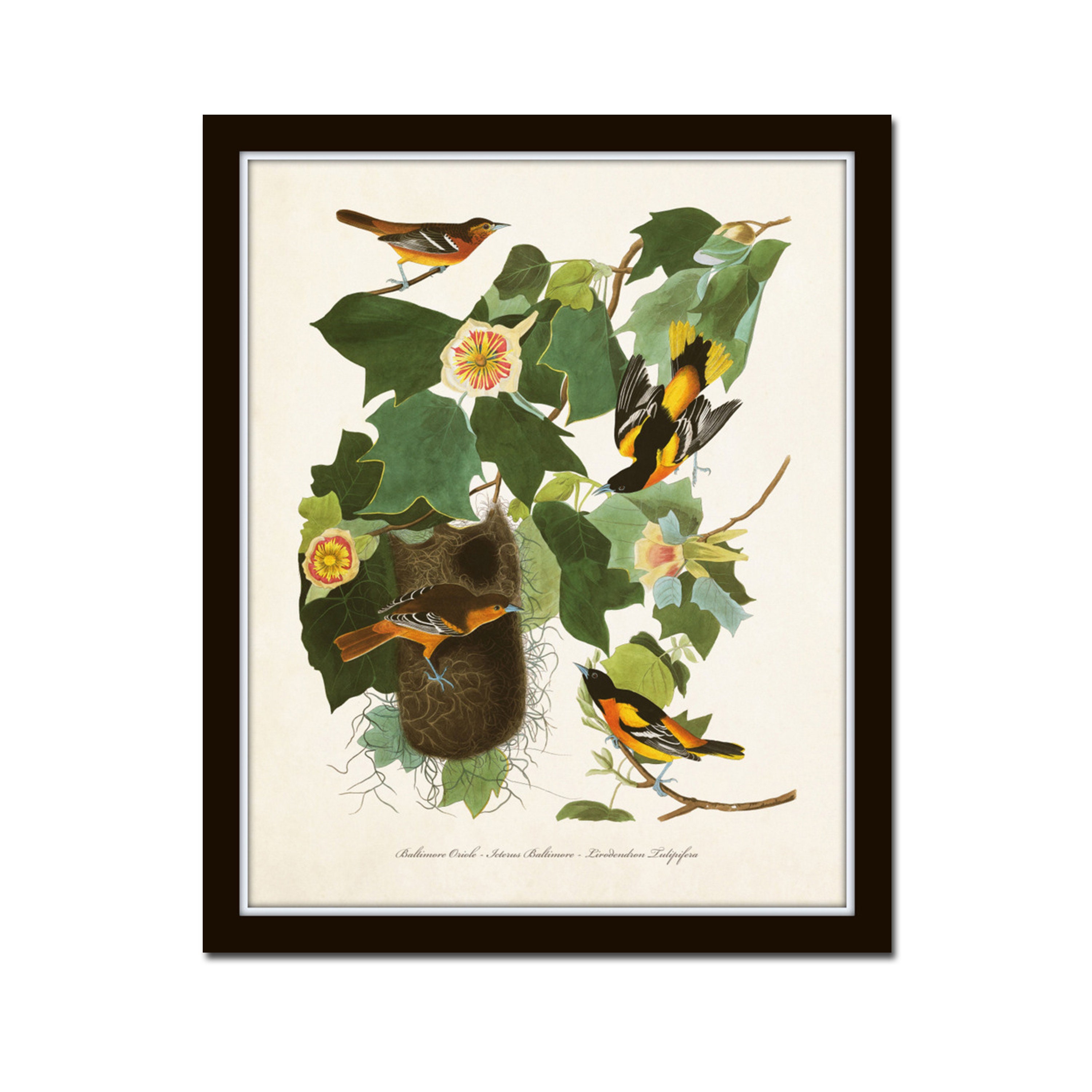 Vintage Audubon Baltimore Oriole Print Bird Prints Giclee Etsy