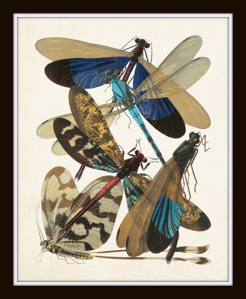 Art Nouveau Dragonfly Print Set No 5 Natural History Print Etsy