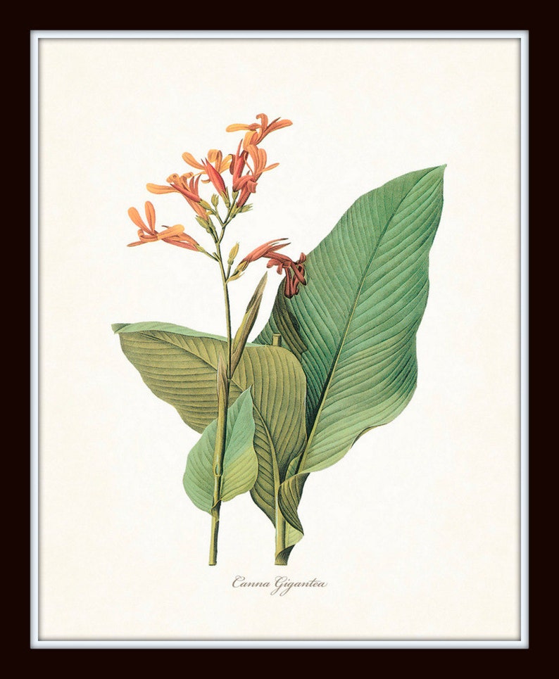 Tropical Botanicals Print Set No. 5 Giclee Art Prints Etsy