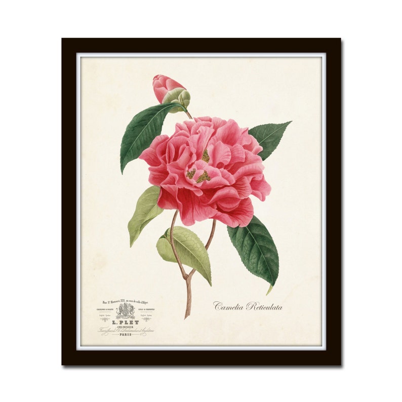 Vintage French Camellia Botanical Print Art Print Wall Etsy