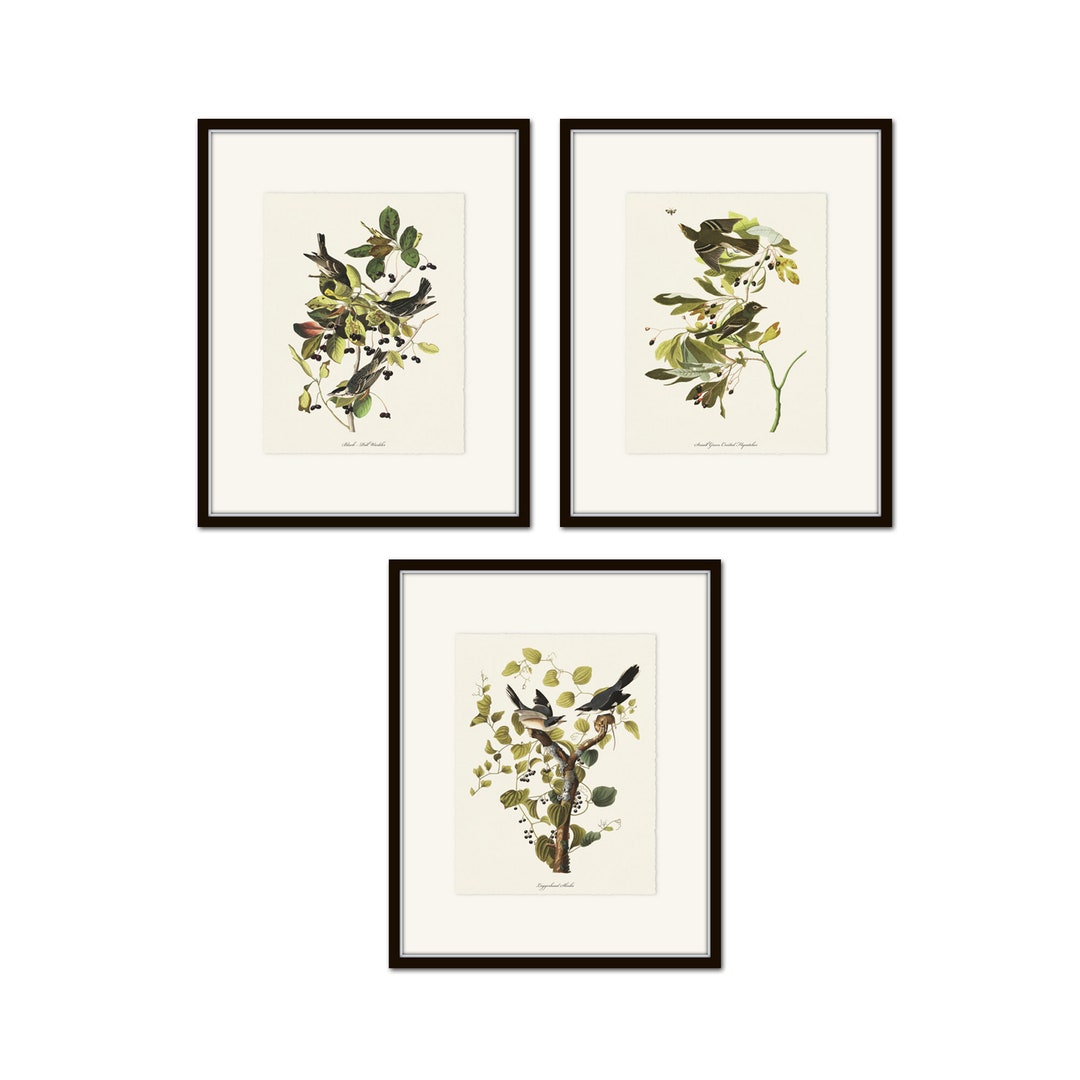 Audubon Birds Print Set No. 15, Botanical Prints, Vintage Bird Art ...