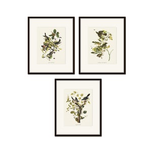 Audubon Birds Print Set No. 15, Botanical Prints, Vintage Bird Art,  Wall Art, Home Decor, Bird Prints, Vintage Bird Prints
