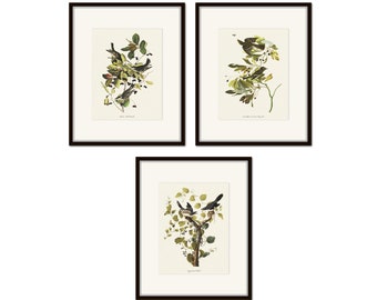 Audubon Birds Print Set No. 15, Botanical Prints, Vintage Bird Art,  Wall Art, Home Decor, Bird Prints, Vintage Bird Prints