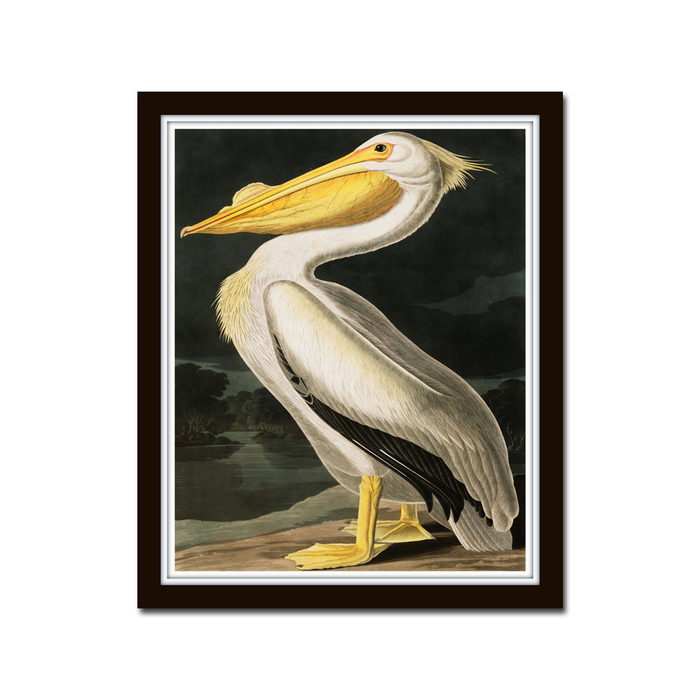 Vintage Audubon Birds Gallery Wall Set No. 1, Coastal Art, Sea Bird ...