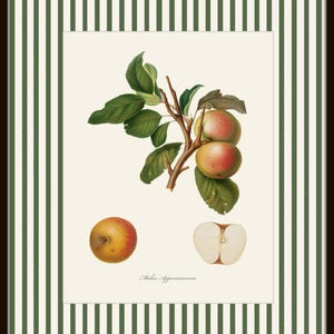 May include: A vintage botanical illustration of apples on a branch. The illustration features three whole apples and one sliced apple. The text "Malus Appianensis" is printed below the image.