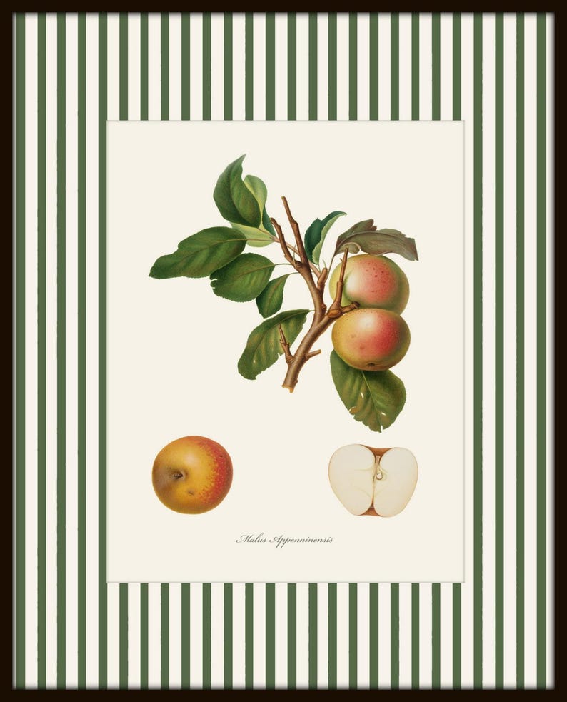 May include: A vintage botanical illustration of apples on a branch. The illustration features three whole apples and one sliced apple. The text "Malus Appianensis" is printed below the image.