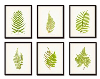 Vintage Ferns Print Set No. 1, Botanical Print, Giclee, Art Print, Fern Prints, Antique Botanical Prints, Wall Art, Ferns, Illustration